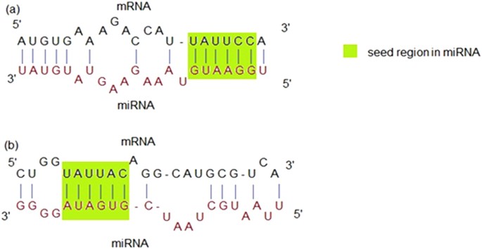 Mirepress Modelling Gene Expression Regulation By Microrna With Non Conventional Binding Sites Scientific Reports Mirepress Modelling Gene Expression Regulation By Microrna With Non Conventional Binding Sites Scientific Reports