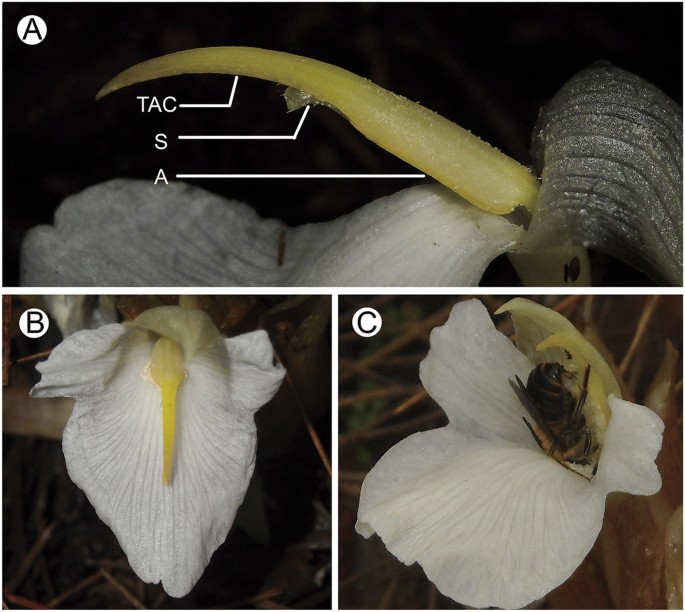 Tail-like anther crest aids pollination by manipulating