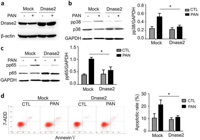 Mitochondrial DNA and TLR9 activation contribute to SARS-CoV-2-induced  endothelial cell damage. - Abstract - Europe PMC