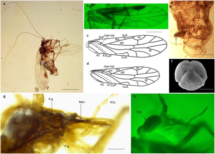New fossil insect order Permopsocida elucidates major radiation