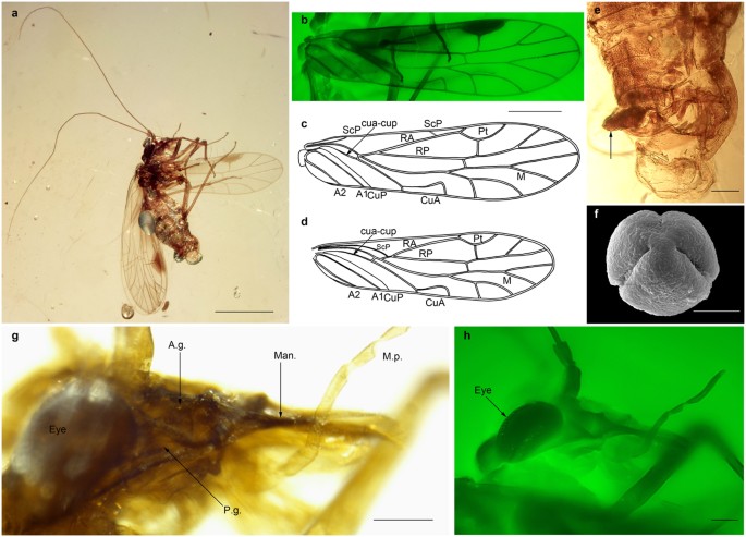 New Fossil Insect Order Permopsocida Elucidates Major Radiation And Evolution Of Suction Feeding In Hemimetabolous Insects Hexapoda Acercaria Scientific Reports New Fossil Insect Order Permopsocida Elucidates Major Radiation And Evolution Of Suction Feeding In Hemimetabolous Insects Hexapoda Acercaria Scientific Reports
