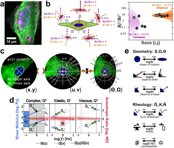 Universally Conserved Relationships Between Nuclear Shape And Cytoplasmic Mechanical Properties In Human Stem Cells Scientific Reports