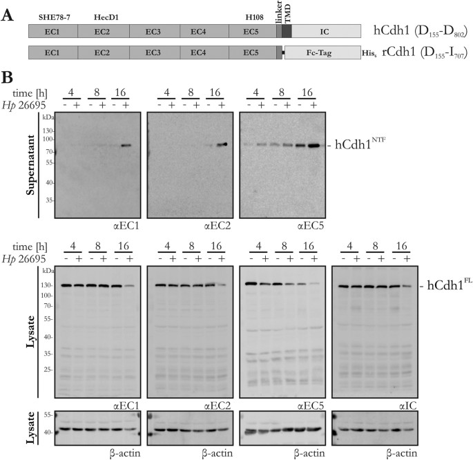 Identification Of E Cadherin Signature Motifs Functioning As Cleavage Sites For Helicobacter Pylori Htra Scientific Reports
