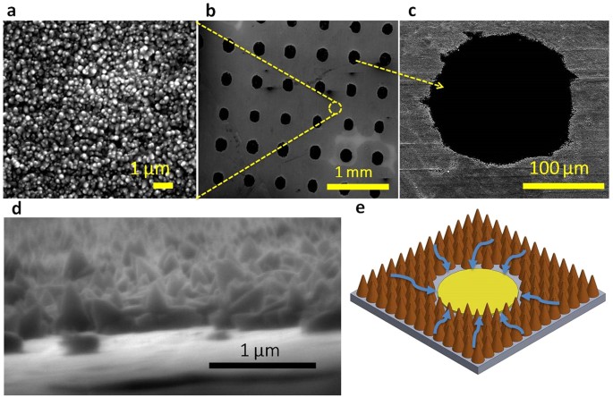 https://media.springernature.com/m685/springer-static/image/art%3A10.1038%2Fsrep23760/MediaObjects/41598_2016_Article_BFsrep23760_Fig1_HTML.jpg