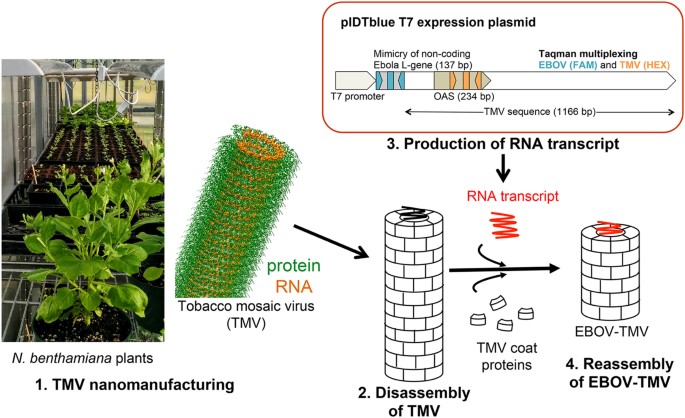 Bioengineering of Tobacco Mosaic Virus to Create a Non-Infectious Positive Control for Ebola Diagnostic Assays | Scientific Reports