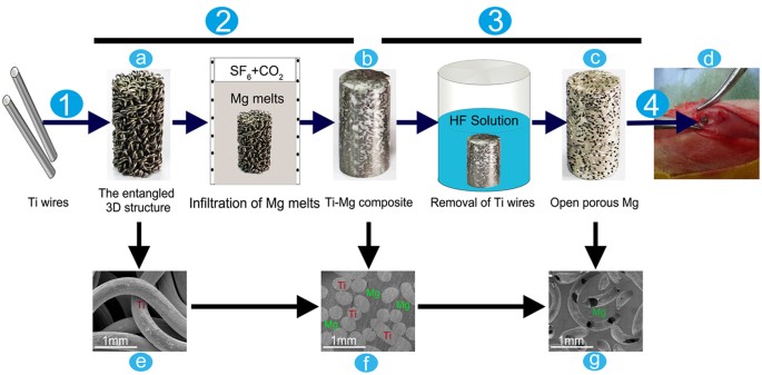 A novel open-porous magnesium scaffold with controllable microstructures  and properties for bone regeneration | Scientific Reports