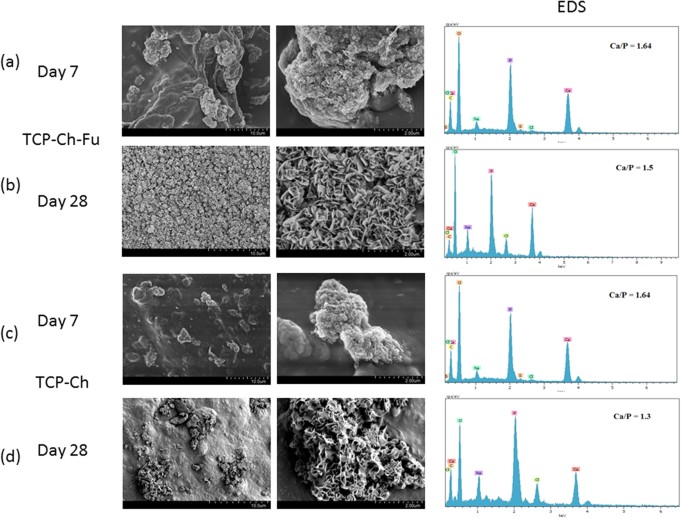 PDF) Use of chitosan and β-tricalcium phosphate, alone and in