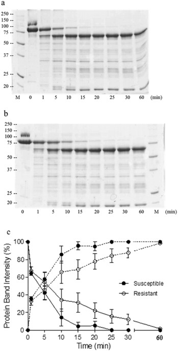 https://media.springernature.com/m685/springer-static/image/art%3A10.1038%2Fsrep24311/MediaObjects/41598_2016_Article_BFsrep24311_Fig1_HTML.jpg