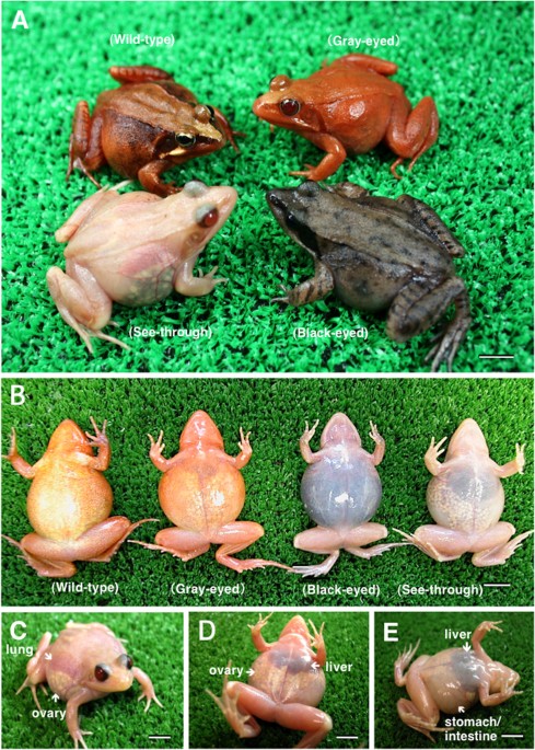 The first see-through frog created by breeding: description, inheritance  patterns and dermal chromatophore structure | Scientific Reports