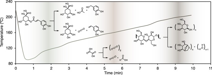 Exploring The Connection Between Canephora & Robusta - Perfect Daily Grind