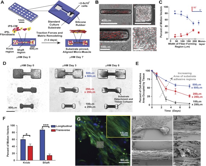 Miniaturized iPS-Cell-Derived Cardiac Muscles for Physiologically Relevant  Drug Response Analyses | Scientific Reports