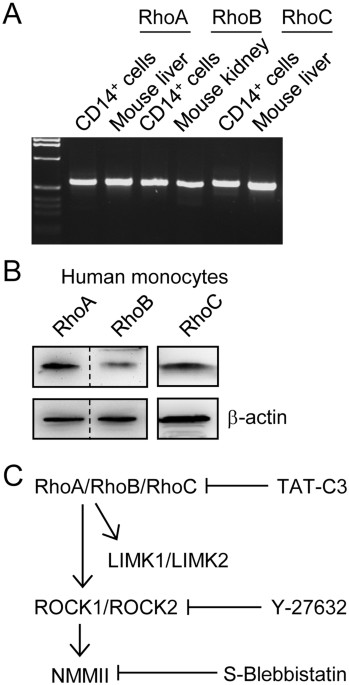 Real-time two- and three-dimensional imaging of monocyte motility and navigation on planar surfaces and in collagen matrices: roles of rho