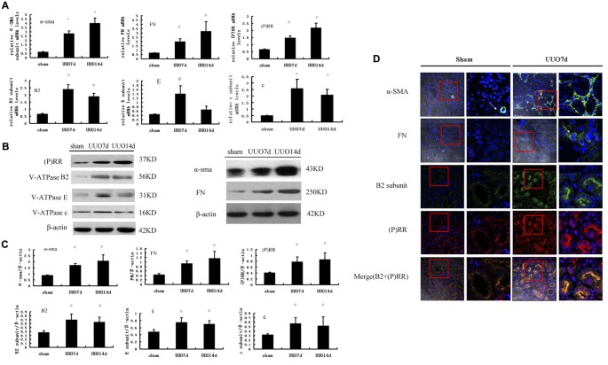 Interaction Between V Atpase B2 And Pro Renin Receptors In Promoting The Progression Of Renal Tubulointerstitial Fibrosis Scientific Reports