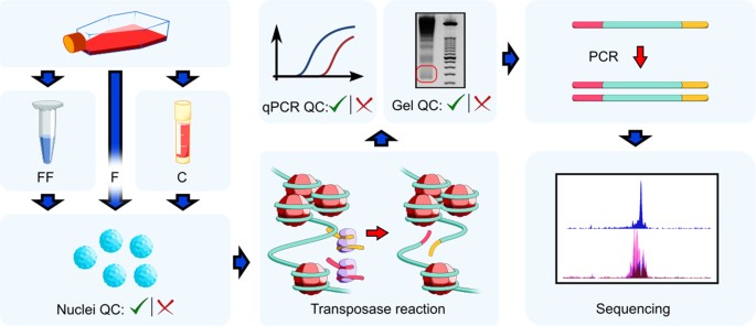 Cell Freezing Protocol Suitable For Atac Seq On Motor Neurons Derived From Human Induced Pluripotent Stem Cells Scientific Reports