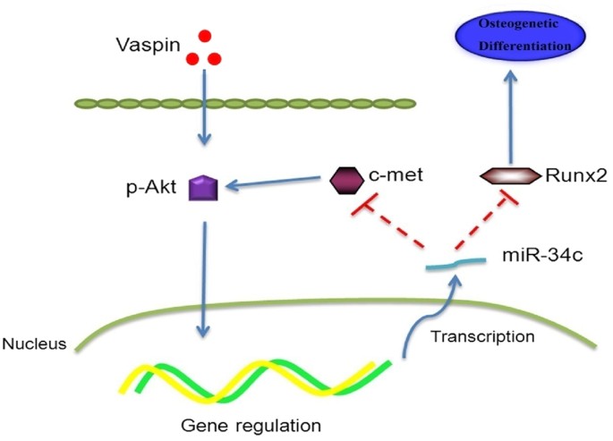 Vaspin regulates the osteogenic differentiation of MC3T3-E1 through the  PI3K-Akt/miR-34c loop