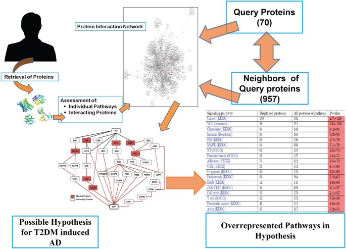 Type 3 Diabetes Cross Talk Between Differentially Regulated Proteins Of Type 2 Diabetes Mellitus And Alzheimer S Disease Scientific Reports