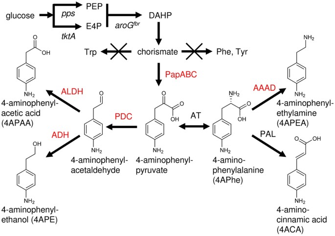 Bacterial fermentation platform for producing artificial aromatic amines