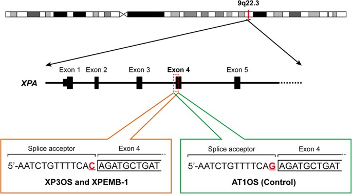 Figures to explain terminology. (A) Intact exon (IE) type and broken