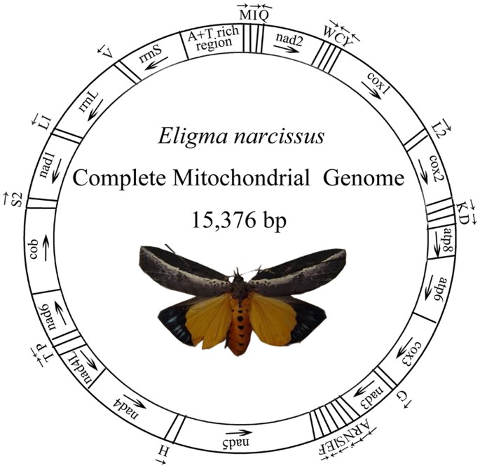 mitochondrial genome analysis
