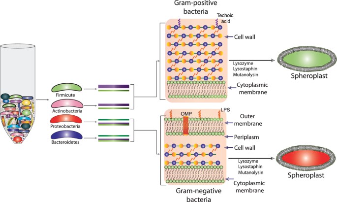 An Improved Method For High Quality Metagenomics Dna Extraction From Human And Environmental Samples Scientific Reports