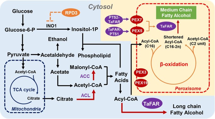 Pathway Compartmentalization in Peroxisome of Saccharomyces cerevisiae to  Produce Versatile Medium Chain Fatty Alcohols | Scientific Reports
