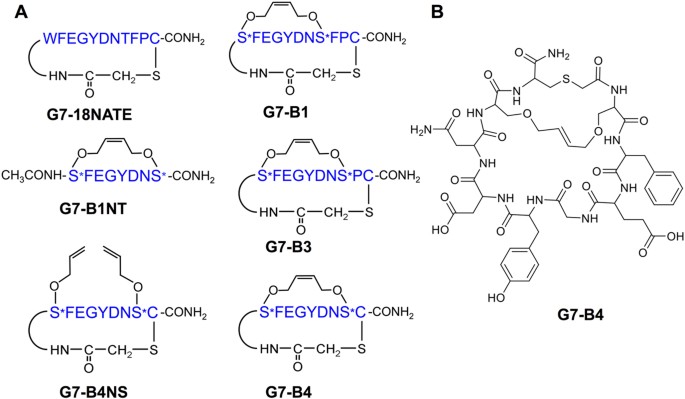Unexpected Involvement Of Staple Leads To Redesign Of Selective Bicyclic Peptide Inhibitor Of Grb7 Scientific Reports