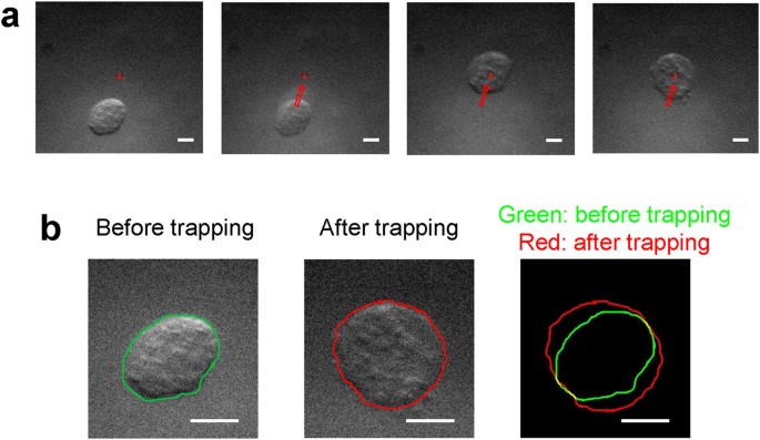Cell Deformation by Single-beam Acoustic Trapping: A Promising Tool for  Measurements of Cell Mechanics | Scientific Reports