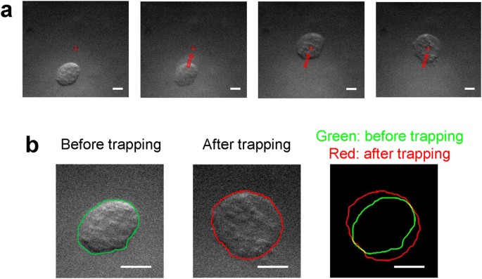 Cell deformation by single-beam acoustic trapping: a promising tool for measurements of cell mechanics