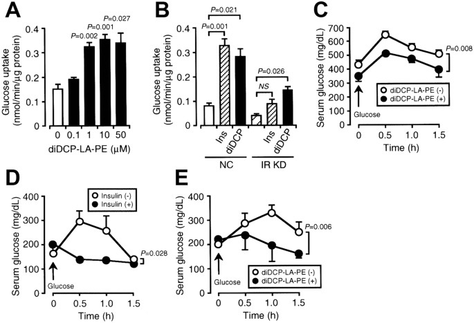 The phosphatidylethanolamine derivative diDCP-LA-PE mimics intracellular  insulin signaling