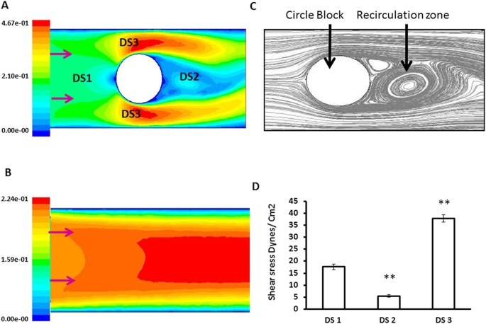 Macro- and microscale fluid flow systems for endothelial cell