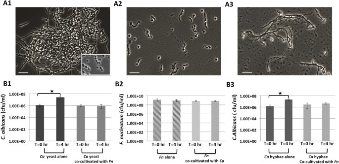 Morphological and physiological changes induced by contact-dependent  interaction between Candida albicans and Fusobacterium nucleatum |  Scientific Reports