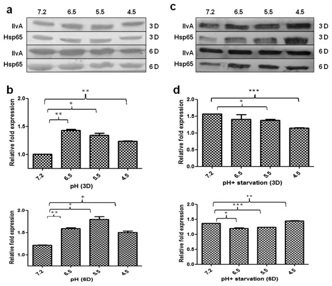 under Scientific Mycobacterium required stress for MRA_1571 biosynthesis isoleucine Reports improves and tuberculosis survival is | H37Ra