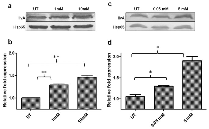 MRA_1571 is isoleucine biosynthesis improves stress Mycobacterium Reports for Scientific tuberculosis H37Ra survival under and required 