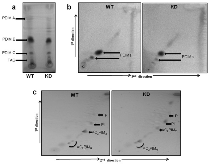 tuberculosis | MRA_1571 and survival improves under Mycobacterium is isoleucine Reports Scientific stress for biosynthesis required H37Ra