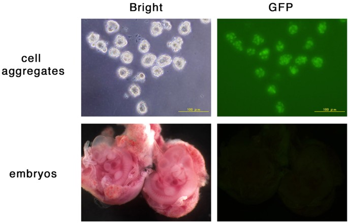 STAP cells are derived from ES cells