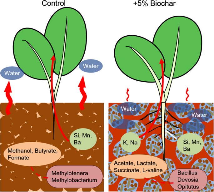 PDF) Physicochemical Properties of Soil under Different Forest