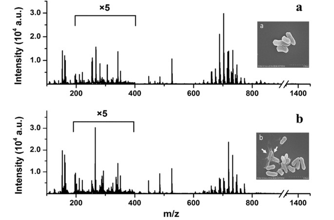 Rapidly Probing Antibacterial Activity Of Graphene Oxide By Mass Spectrometry Based Metabolite Fingerprinting Scientific Reports