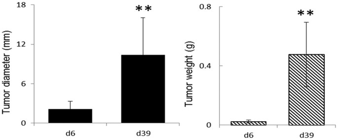 Tumor growth affects the metabonomic phenotypes of multiple mouse non-involved organs in an a549 lung cancer xenograft model