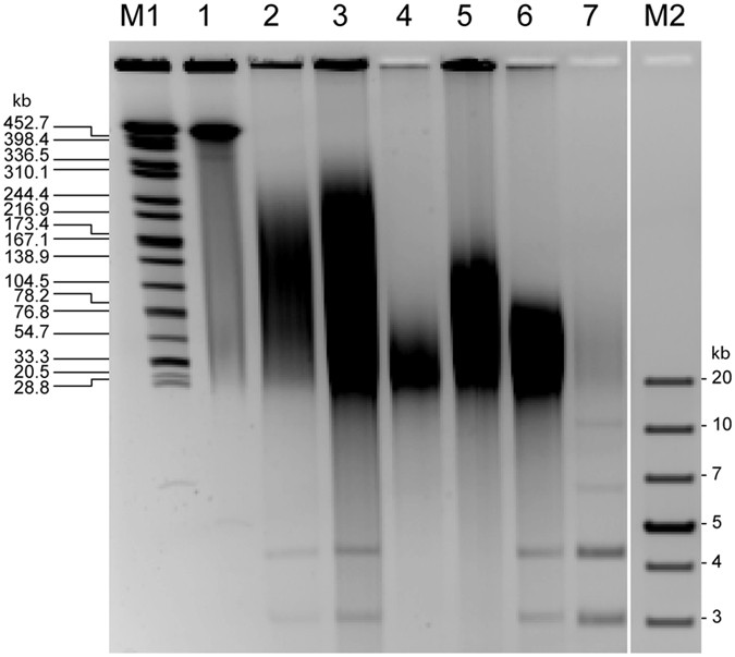 plasmid dna for miseq sequencing