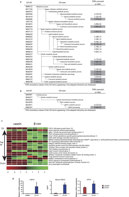 Single Ingestion Of Soy B Conglycinin Induces Increased Postprandial Circulating Fgf21 Levels Exerting Beneficial Health Effects Scientific Reports Single Ingestion Of Soy B Conglycinin Induces Increased Postprandial Circulating Fgf21 Levels Exerting Beneficial Health Effects Scientific Reports