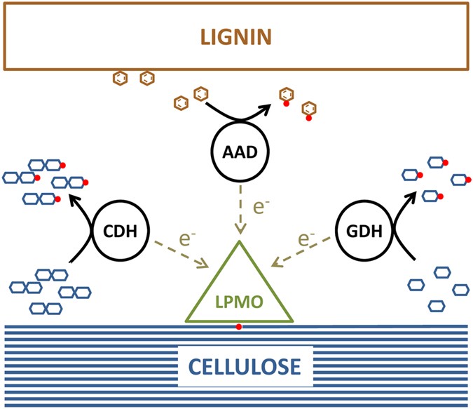 Engineered LPMO Significantly Boosting Cellulase-Catalyzed Depolymerization  of Cellulose