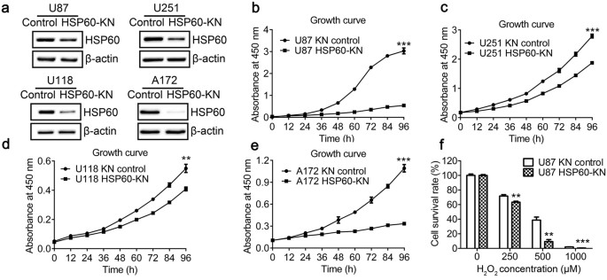 Down-regulation of hsp60 suppresses the proliferation of glioblastoma cells via the ros/ampk/mtor pathway