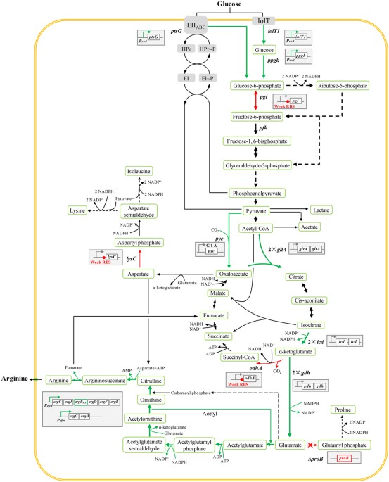 glutathione sigma Sex and genetic background define the metabolic, physiologic, and molecular  response to protein restriction main image 0