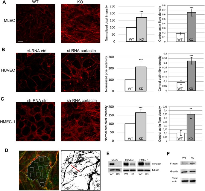 Loss Of Cortactin Causes Endothelial Barrier Dysfunction Via Disturbed Adrenomedullin Secretion And Actomyosin Contractility Scientific Reports Loss Of Cortactin Causes Endothelial Barrier Dysfunction Via Disturbed Adrenomedullin Secretion And Actomyosin Contractility Scientific Reports