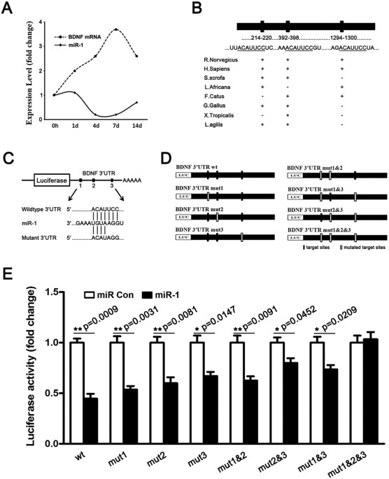 Regulation Of Schwann Cell Proliferation And Migration By Mir 1 Targeting Brain Derived Neurotrophic Factor After Peripheral Nerve Injury Scientific Reports