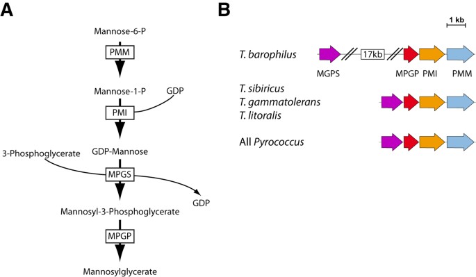 Molecular Chaperone Accumulation As A Function Of Stress Evidences Adaptation To High Hydrostatic Pressure In The Piezophilic Archaeon Thermococcus Barophilus Scientific Reports