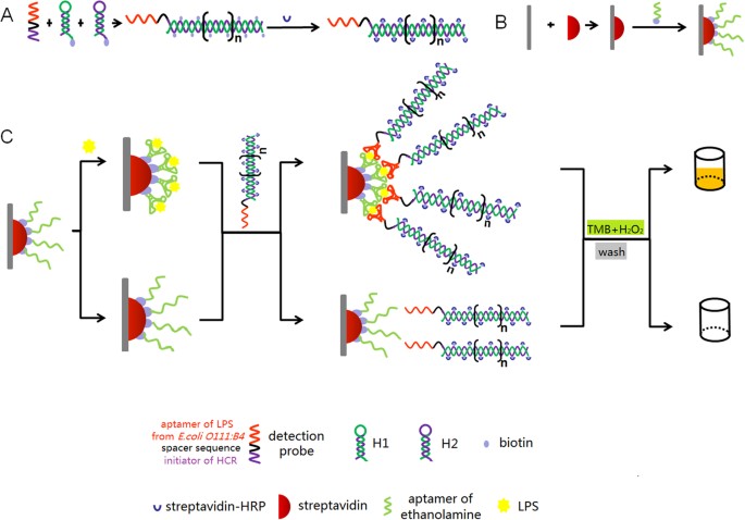 Highly sensitive detection of lipopolysaccharides using an aptasensor based  on hybridization chain reaction | Scientific Reports