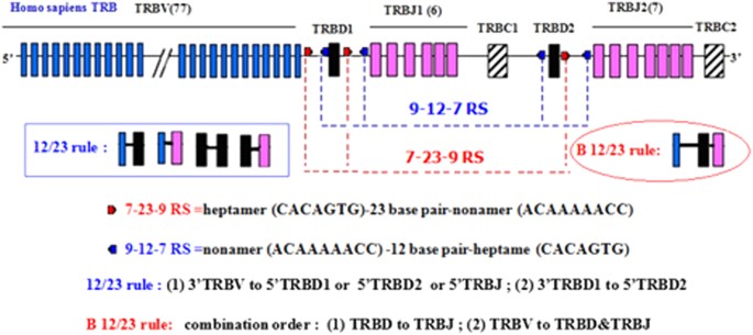 Analyzing the CDR3 Repertoire with respect to TCR—Beta Chain V-D-J and V-J  Rearrangements in Peripheral T Cells using HTS | Scientific Reports