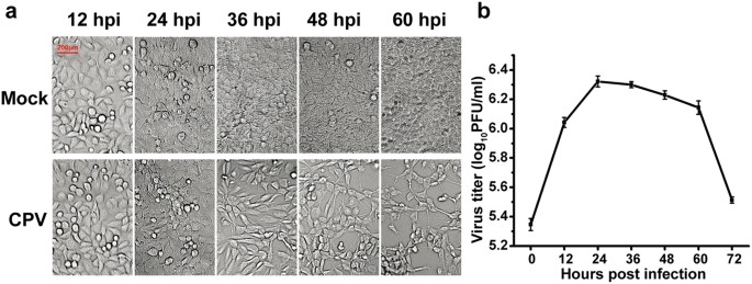 Profiling of host cell response to successive canine parvovirus infection based on kinetic proteomic change identification