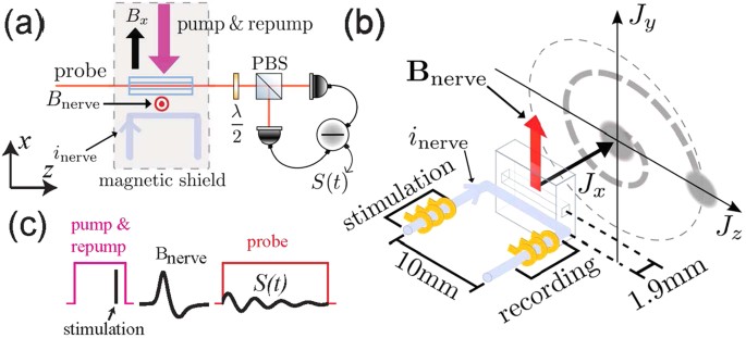 Integrable quantum many-body sensors for AC field sensing